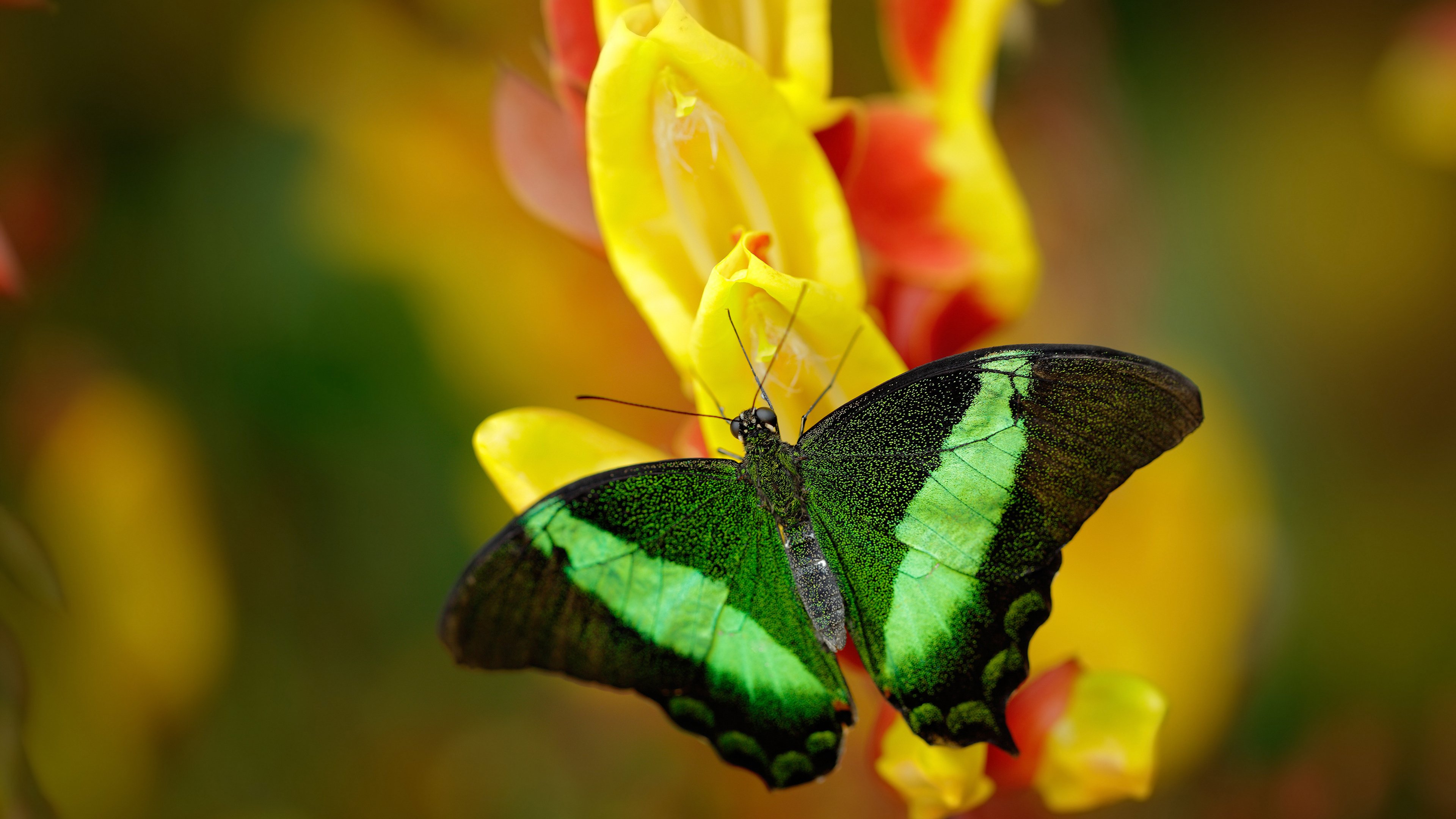 亚洲羽毛球锦标赛国羽男单女单齐进决赛,亚洲羽毛球团体锦标赛2020