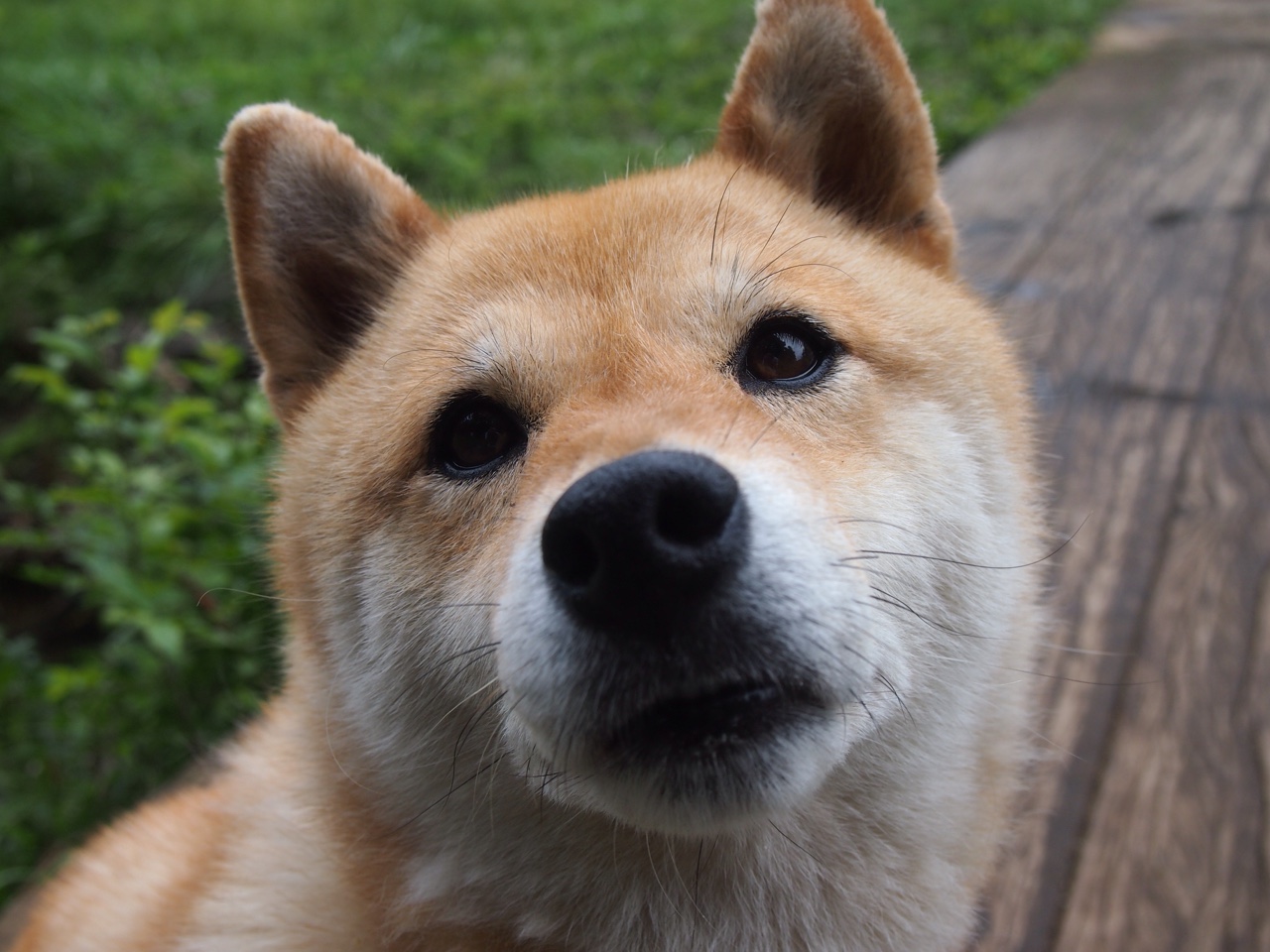 技术雷达图显示加拿大游泳优势，加拿大游泳金牌