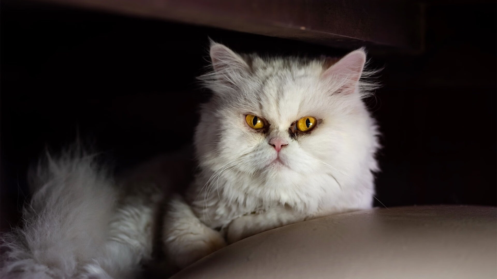 自由式滑雪互动教学课件走入偏远学校,自由式滑雪游戏